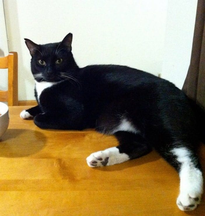 Neighbors Searching For Lost Black & White Cat