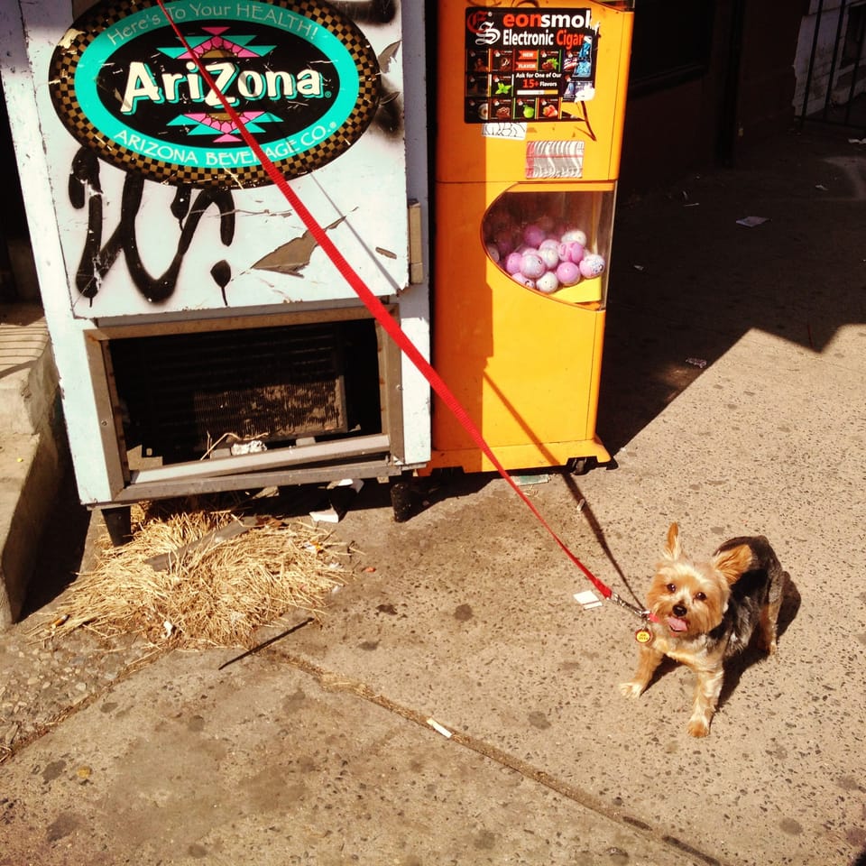 Photo Of The Day: Small Dog, Big Attitude