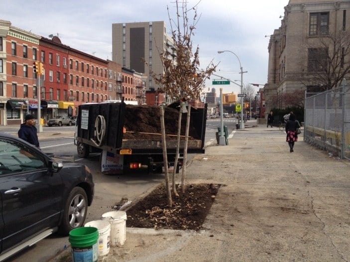 Help Map Local Street Trees With Trees Count 2015