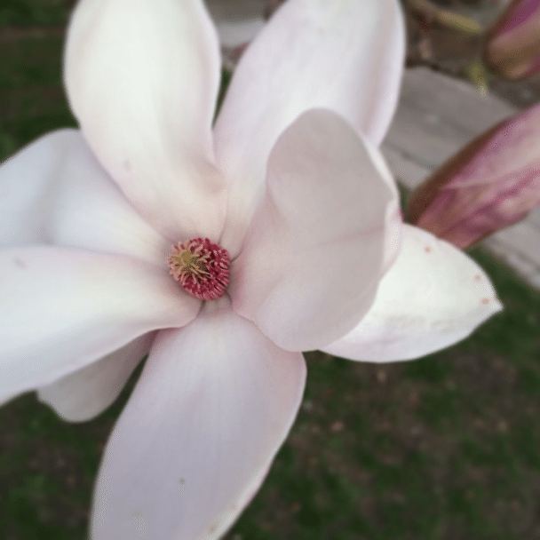 Pollen & Petals