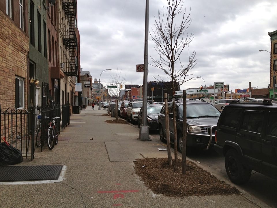 Welcome Some New Trees To 4th Avenue By Caring For Them