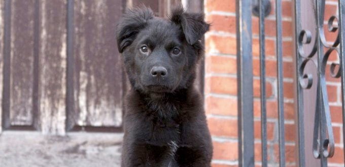 Adopt Benson The Fluffy Puppy