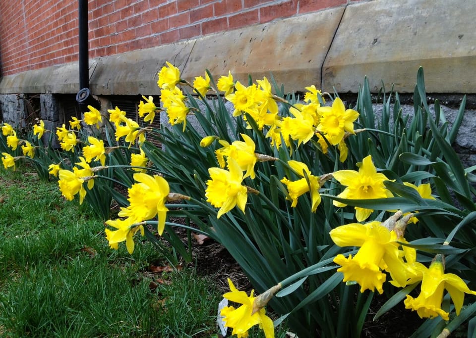 Photo Of The Day: Daffodil Explosion