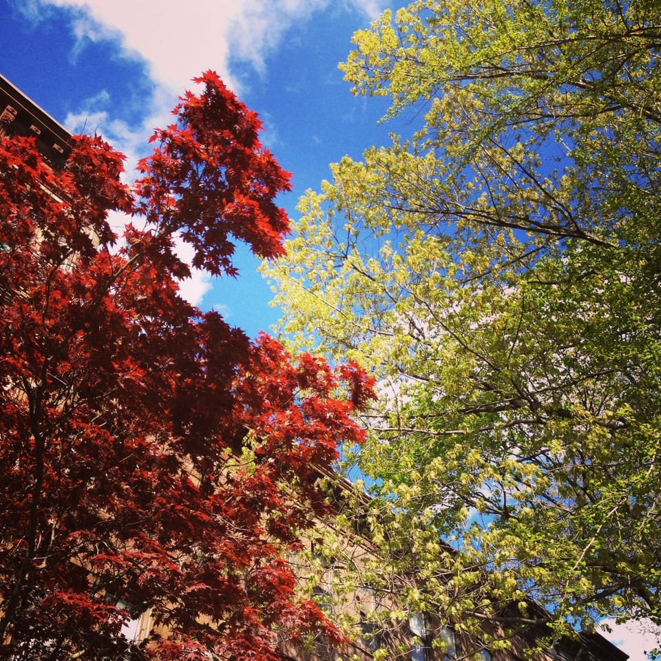 Photo Of The Day: Early Canopy