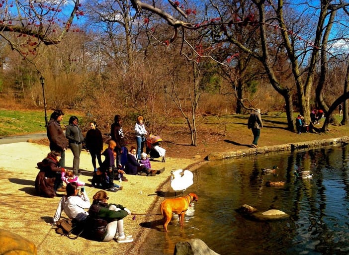 Dogs Lovers Vs Birders In Prospect Park