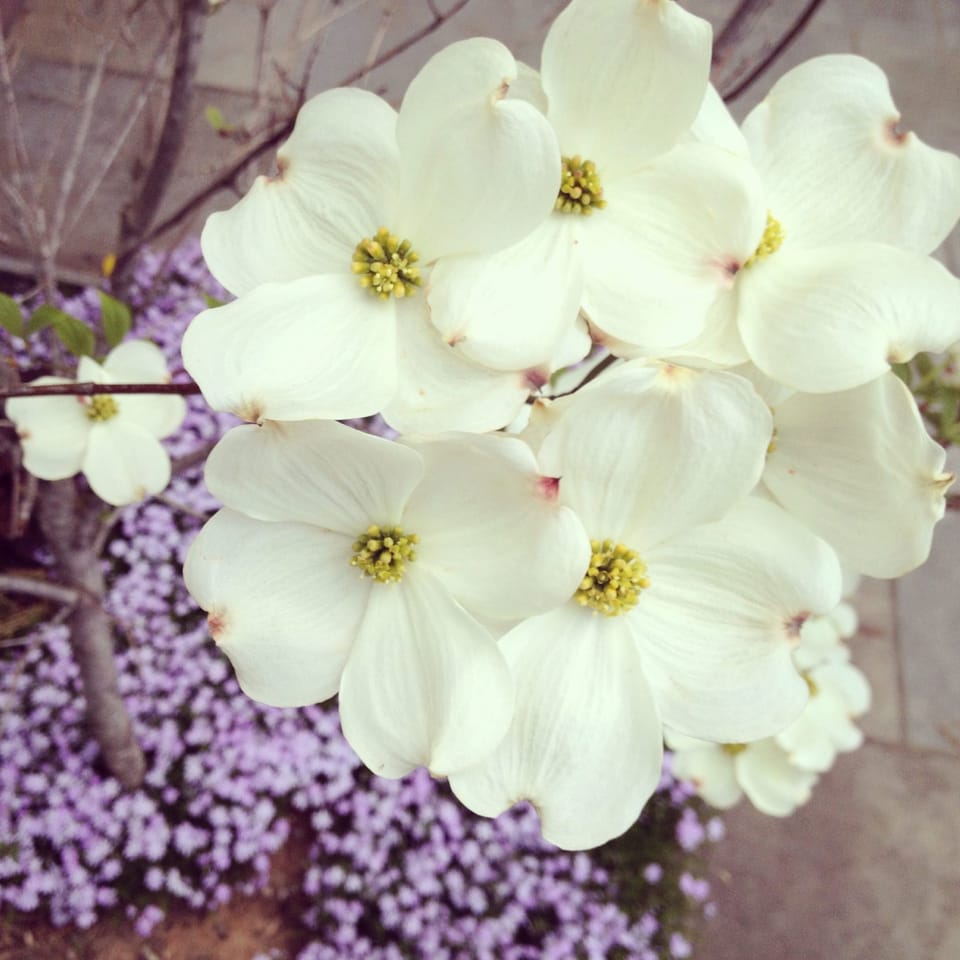 Photo Of The Day: Dogwood