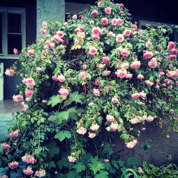 Petal Mountain