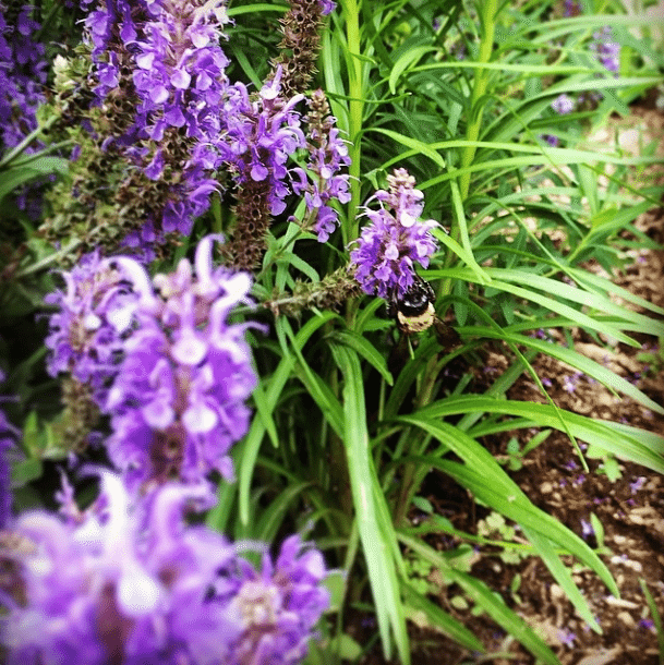 This Saturday, Check Out A Pollinator Safari With The Flatbush Gardener