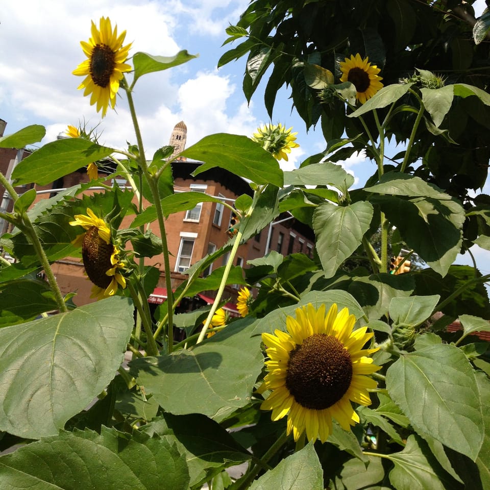 Photo Of The Day: Everything Under The Sunflower