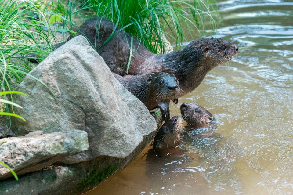 Prospect Park Zoo Has Triplet Otter Pups, Who Are Just As Adorable As You Think