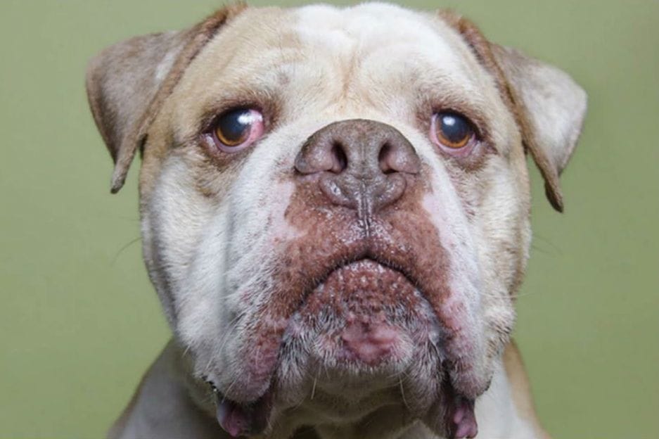 Need A Beefcake In Your Life? Adopt This Dog!