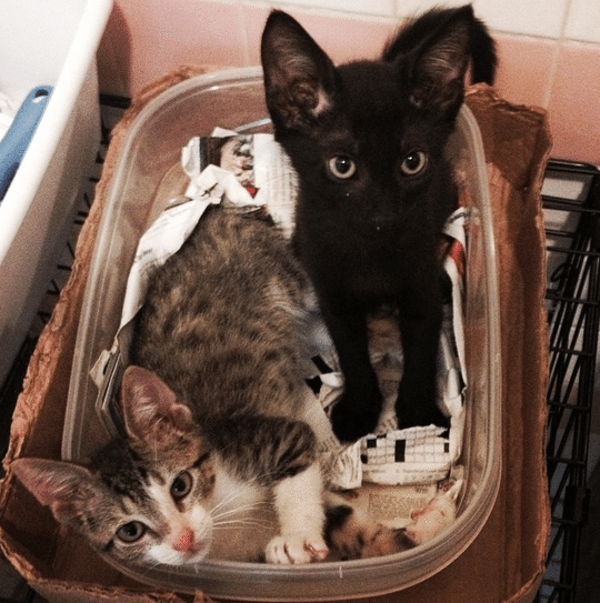 A Basket Of Adorable