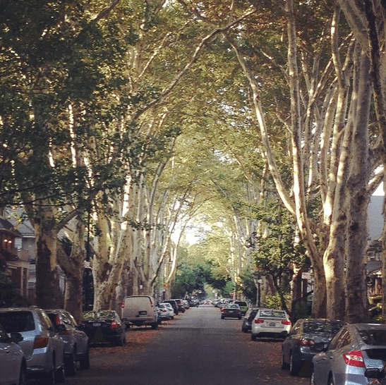 Our Cathedral Of Trees