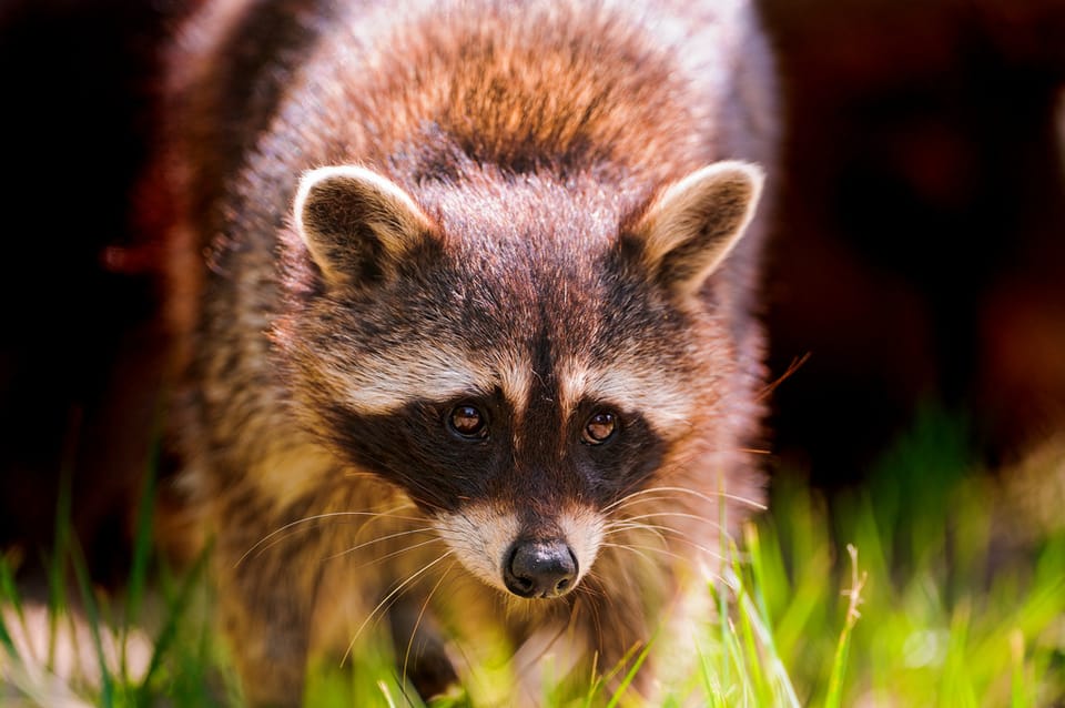 Parks Department Warns Of Raccoon Distemper in Prospect Park