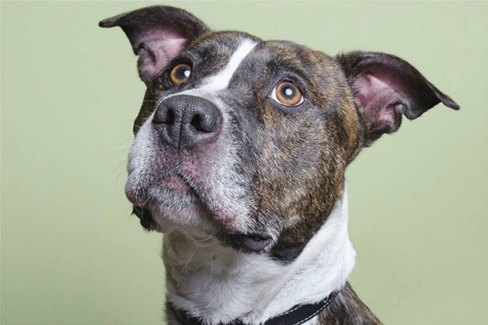 Adoptable Pet Of The Week: Baby The Dog