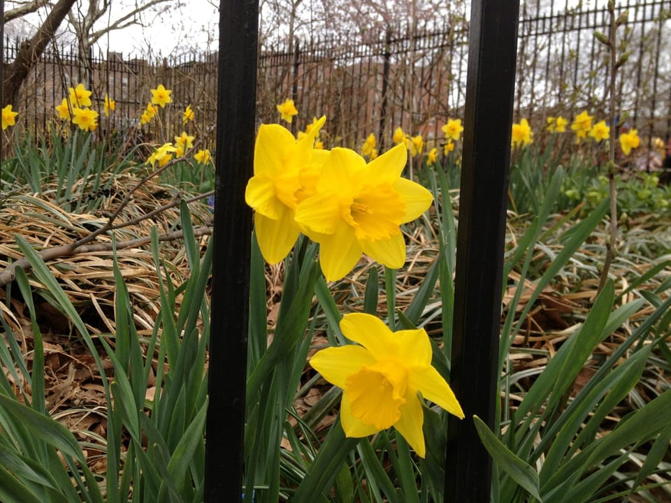 Get Free Daffodil Bulbs To Plant In Public Spaces