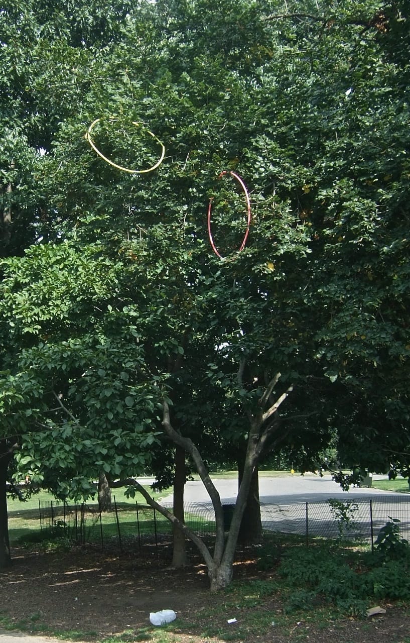 Photo Of The Day: The Rare Hula Hoop Tree