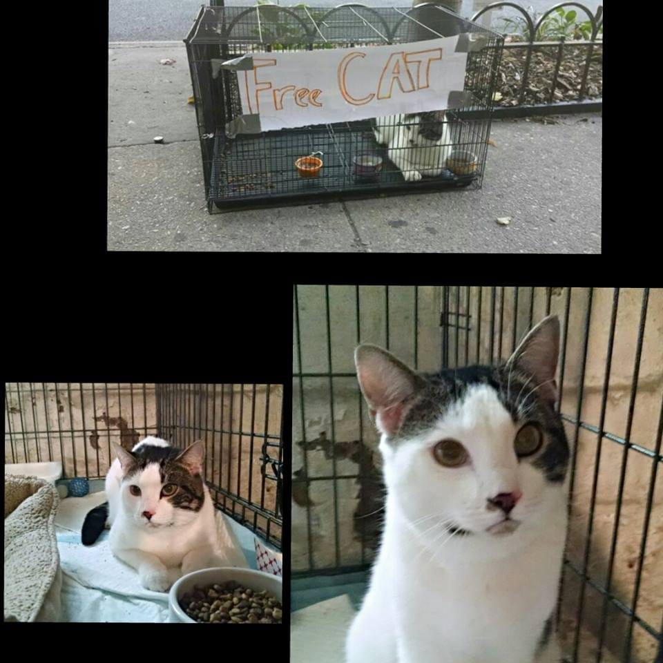 Cat Abandoned On The Sidewalk Now Being Taken Care Of By Rescue Non-Profit, Needs A Forever Home