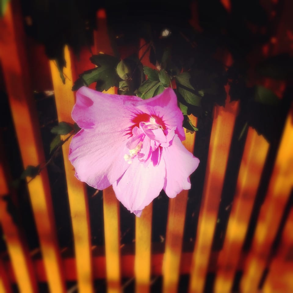 Photo Of The Day: Rose Of Sharon