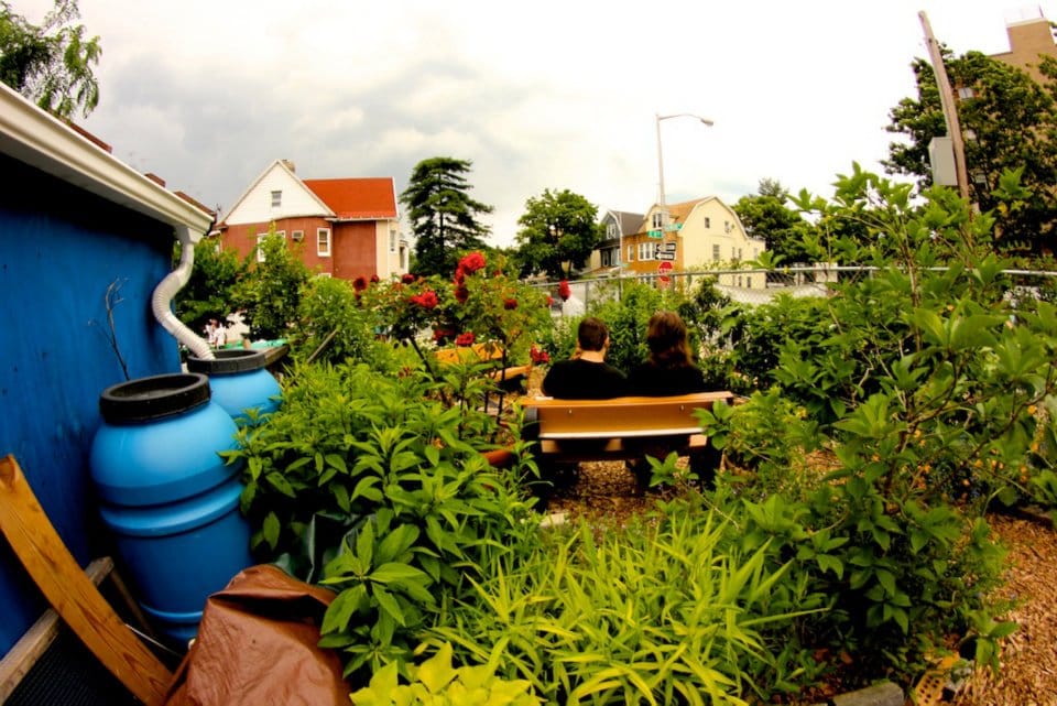 Celebrate Urban Trees & Other Upcoming Events At Compost For Brooklyn