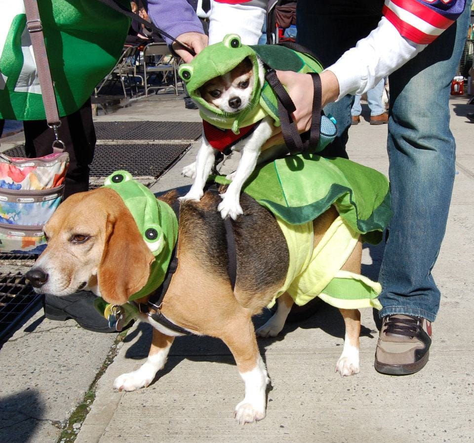 Spend An Afternoon With Adorable Dogs By Volunteering At Sean Casey Animal Rescue’s Annual Howl-O-Ween Bark Block Party