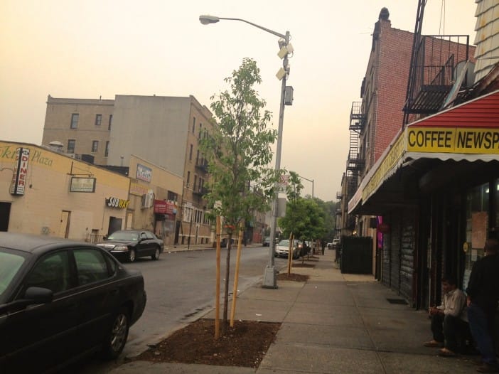 New Trees Planted On Marlborough Road Near Newkirk Plaza