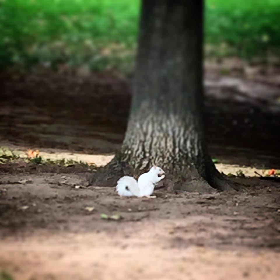 Photo Of The Day: White Squirrel In Fall