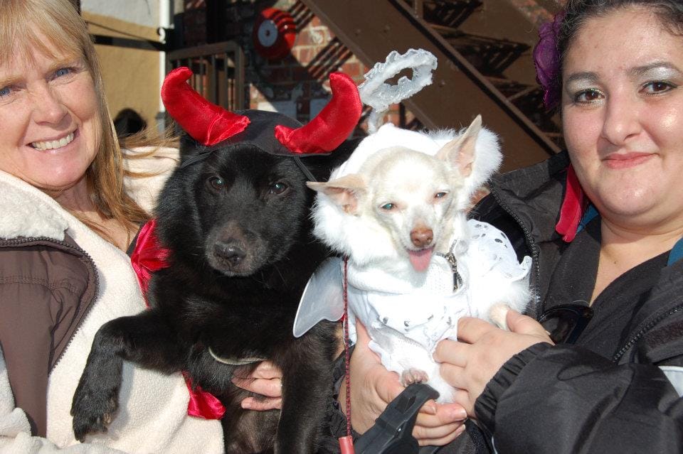 Help Sean Casey Animal Rescue By Volunteering For The Annual Howl-O-Ween Bark Block Party