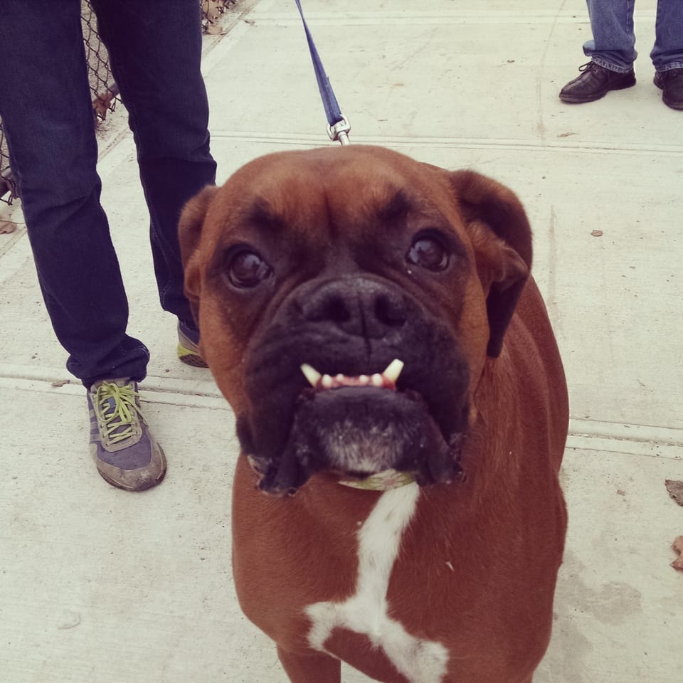 Woof! Neighborhood Dogs Try Out New & Improved Dyker Beach Park Dog Run