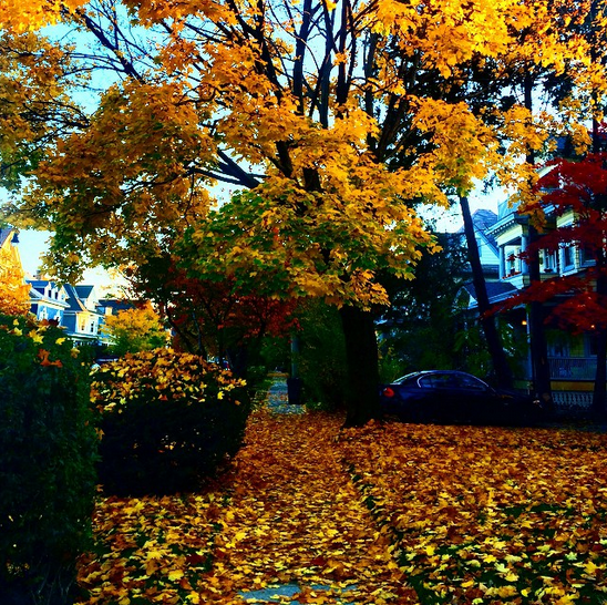 Follow The Yellow Leaf Road