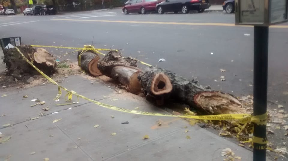 Be Careful Of Tree Debris At 1810 Cortelyou Road