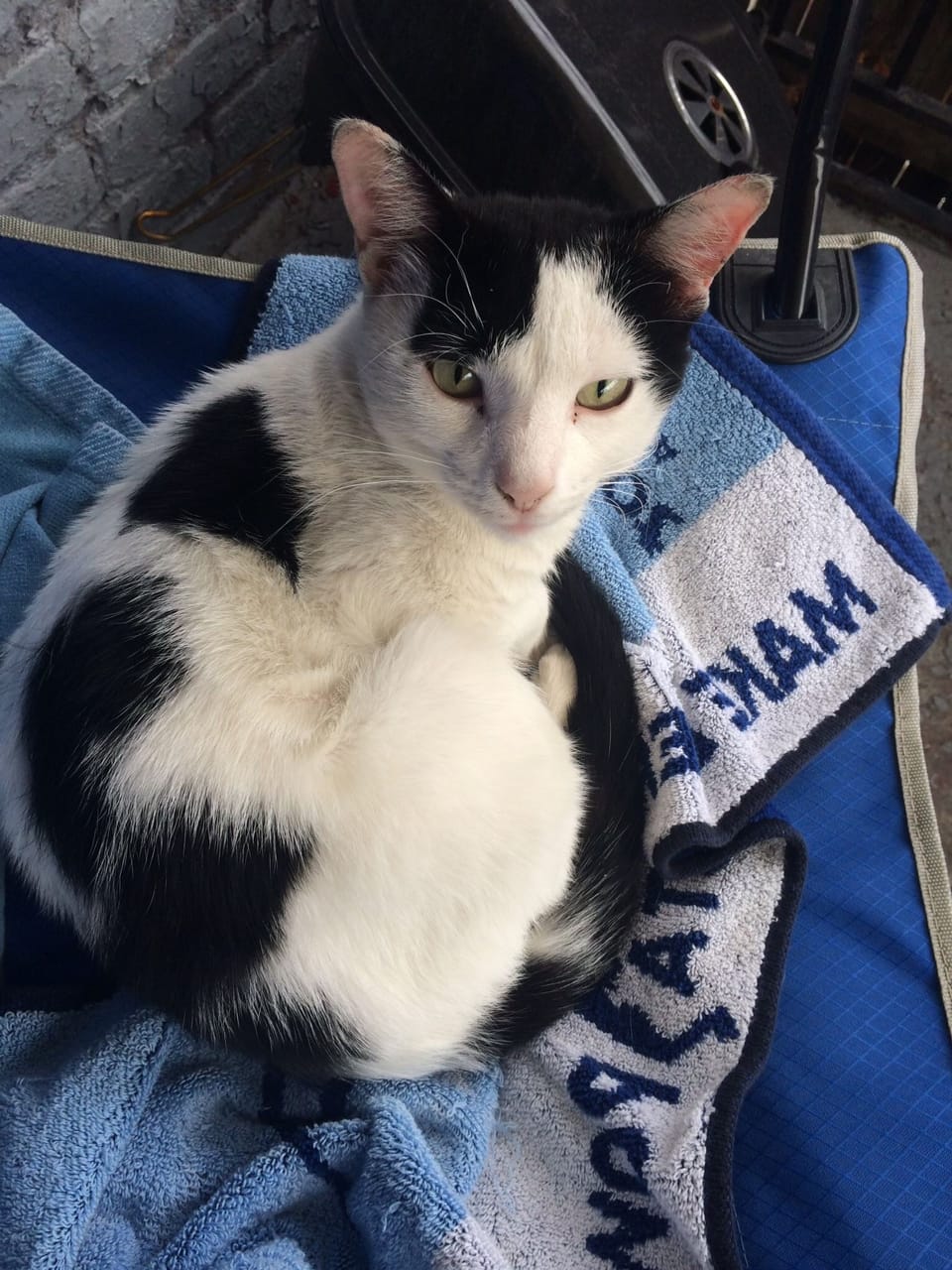 Black And White Cat Found Near Parade Grounds – Is He Yours?