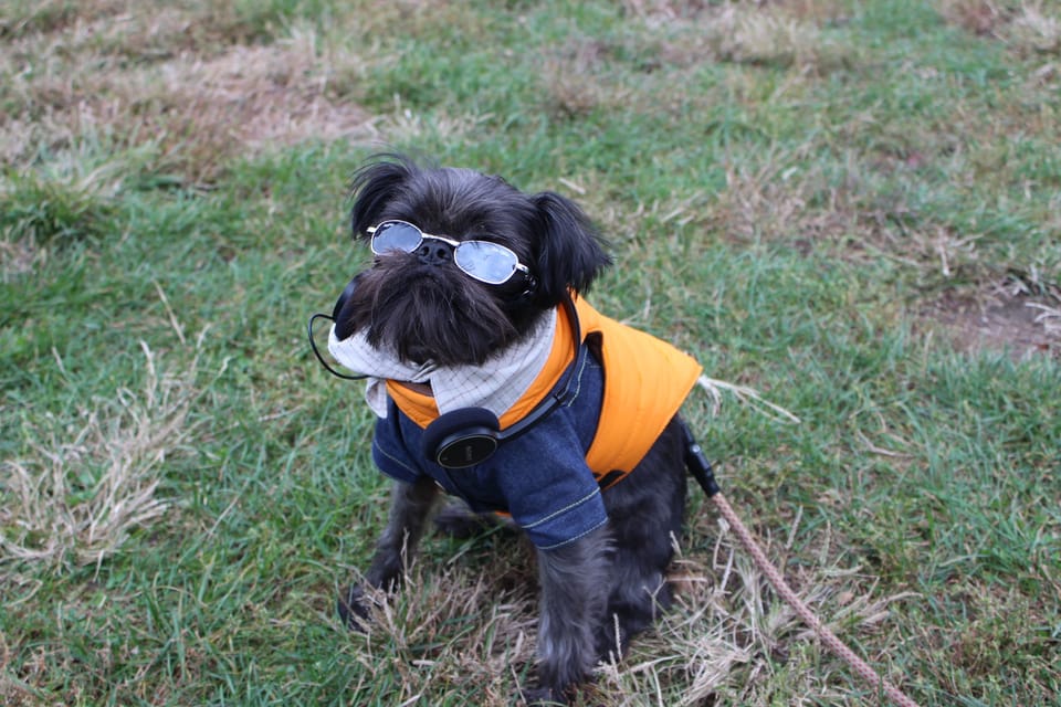 The 20 Best Park Slope Pet Photos Of 2014