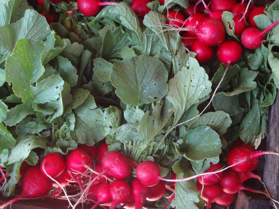 Welcome W. Rogowski Farm To The Cortelyou Greenmarket This Sunday