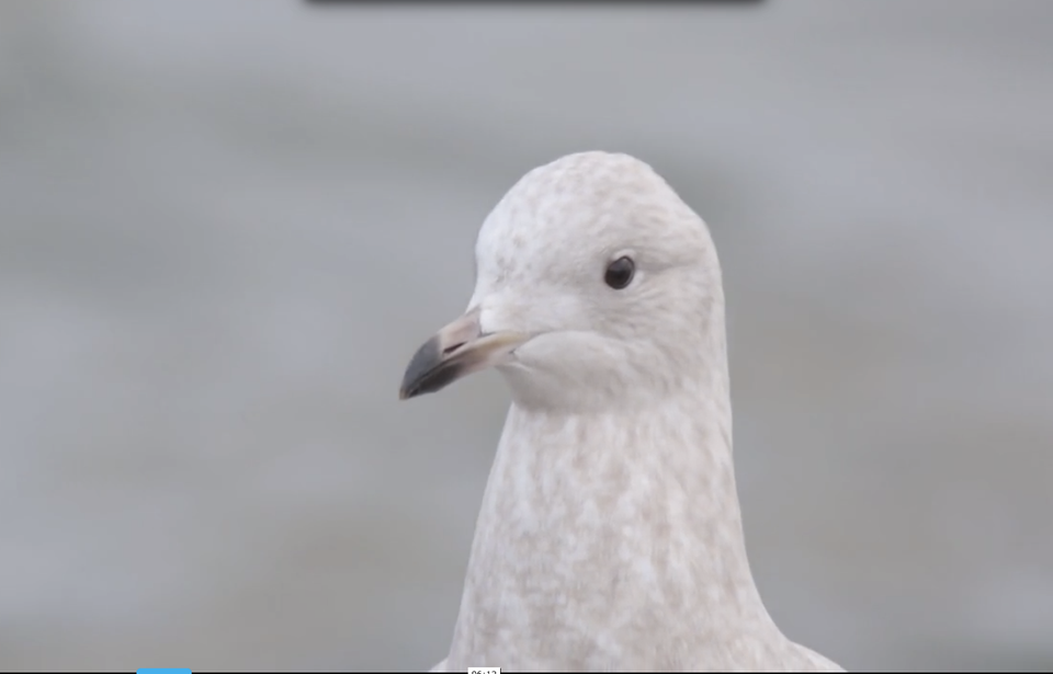 Laidback Seagull In Gravesend Bay Not Cowed By Winter Storm Juno