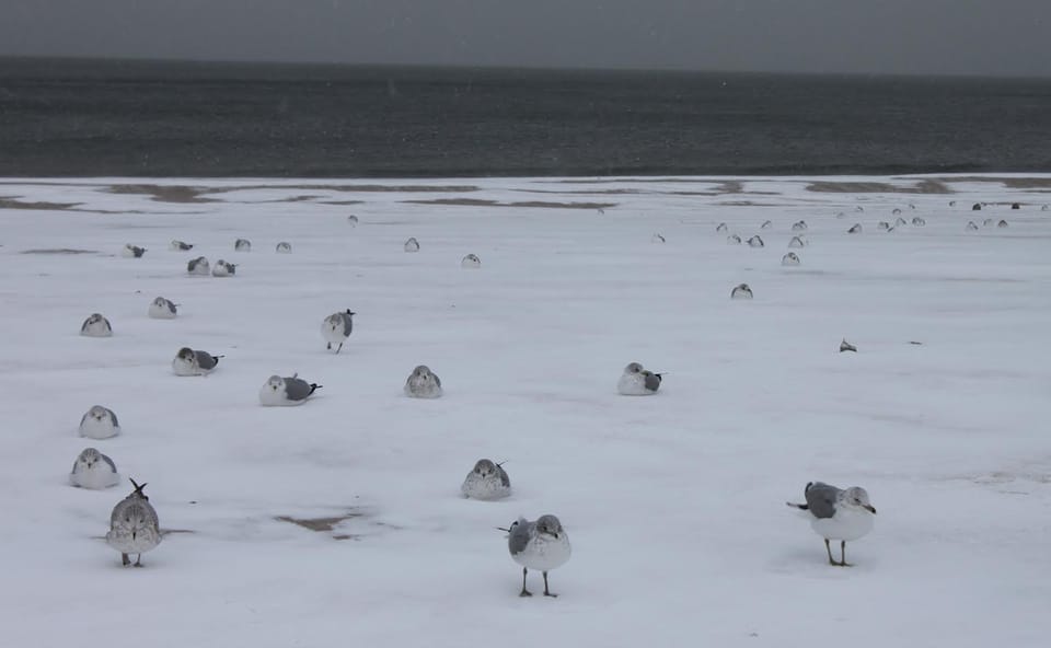 Subways, Schools, Safety And More – All The Latest Updates About Winter Storm Juno