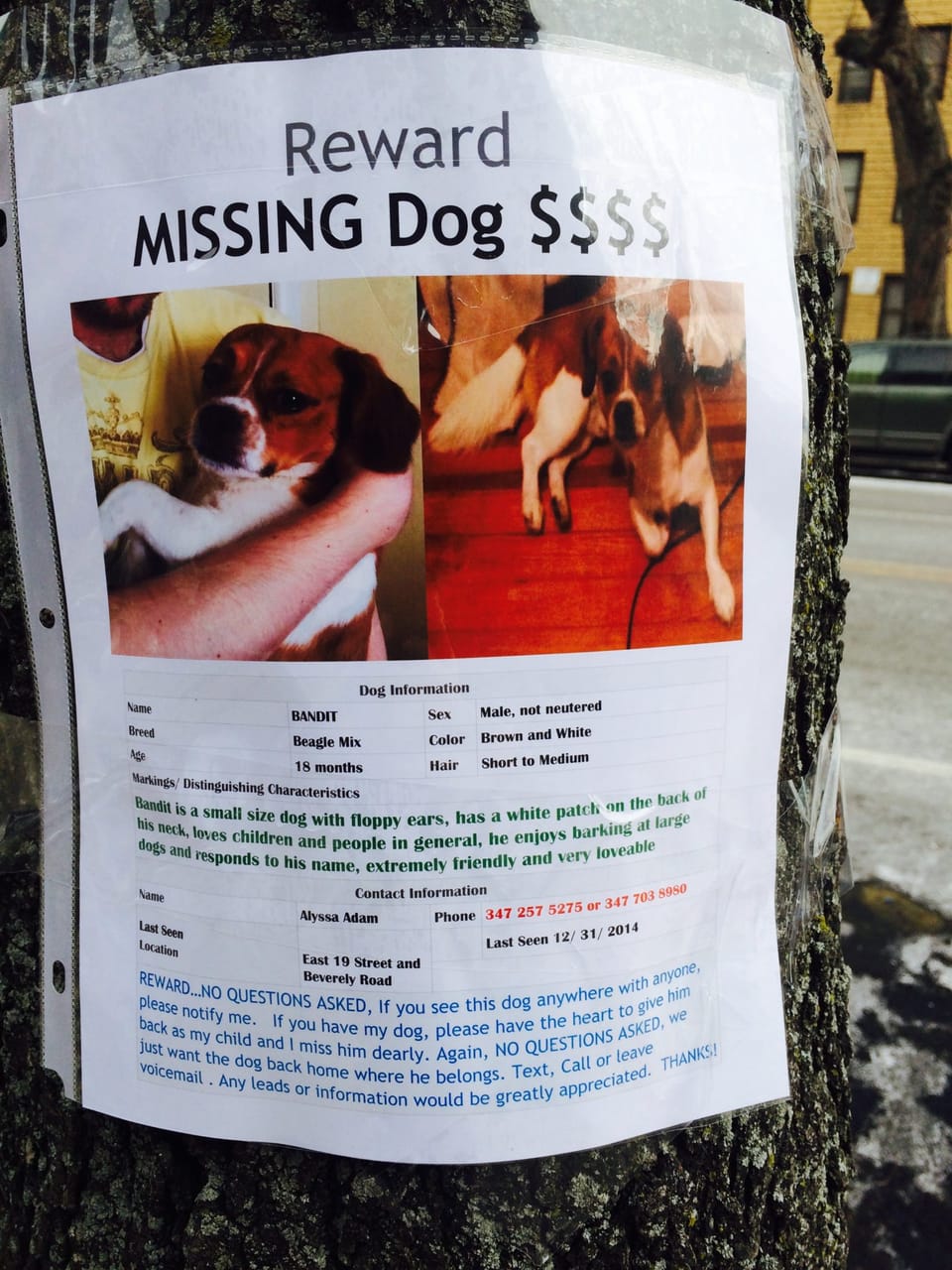 Have You Seen Bandit The Dog?