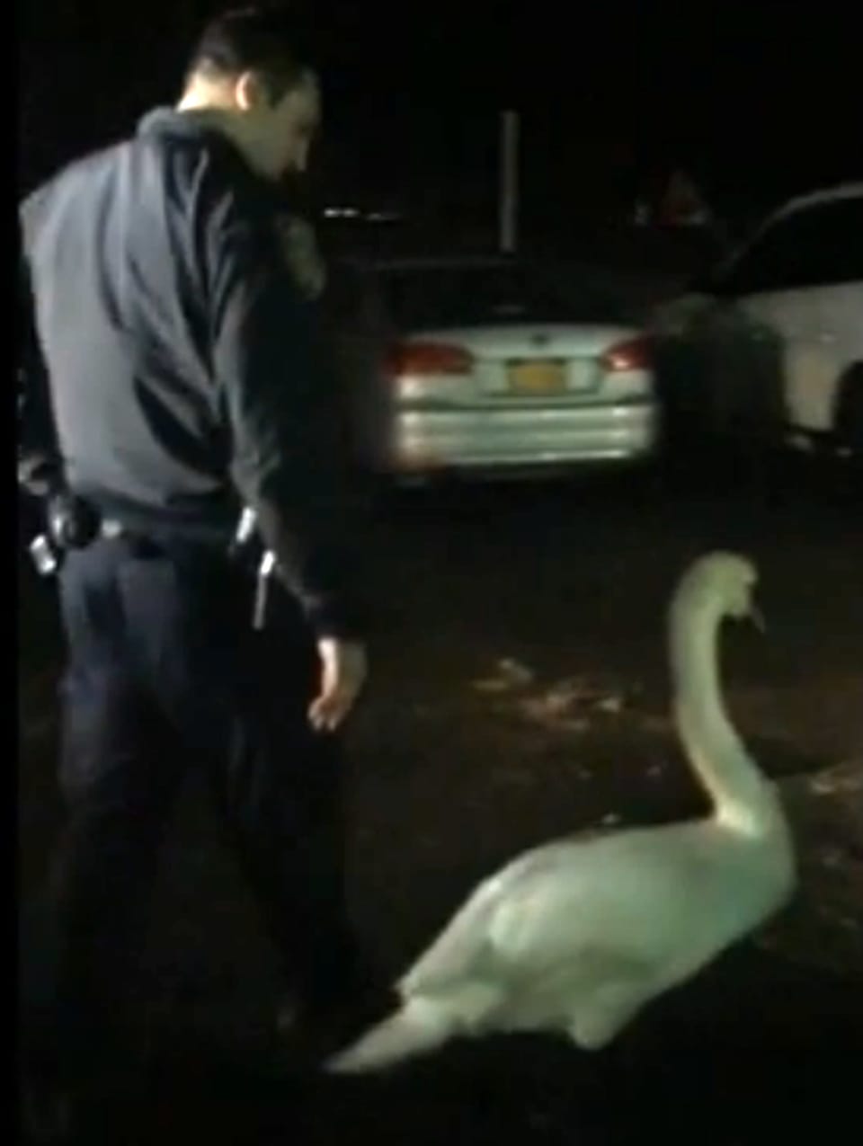 Swan Runs A-Fowl Of The Law On Brigham Street (Video)