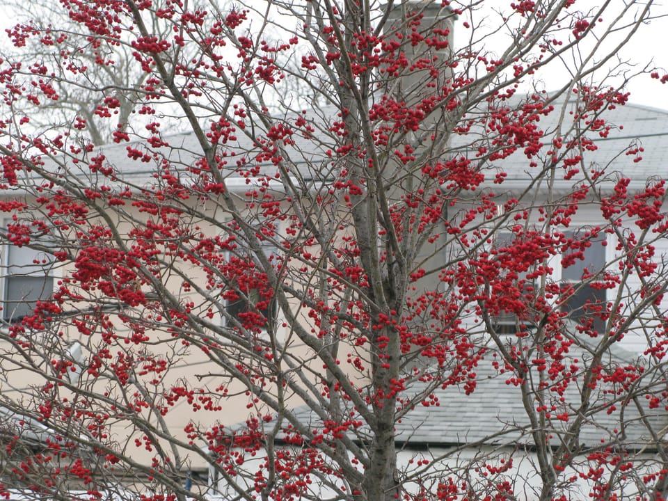 Photo Of The Day: Winterberry