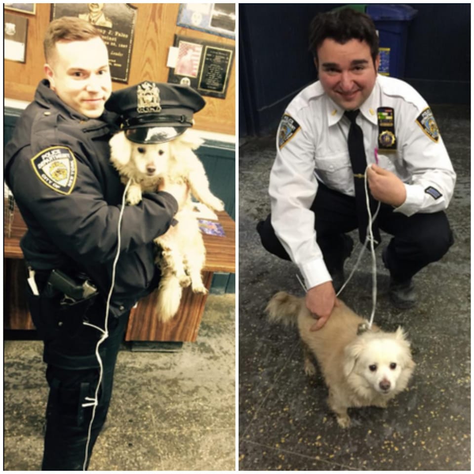 88th Precinct Cops Find Adorable Dog; Are Looking For Her Family