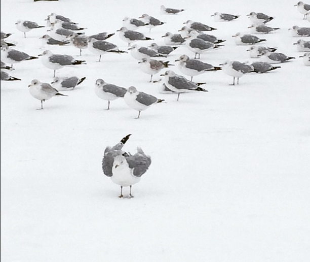 Photo Of The Day: Wandering Off