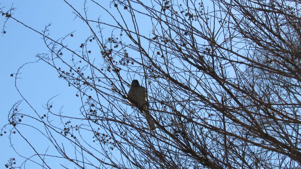 Photo Of The Day: Mocking Bird