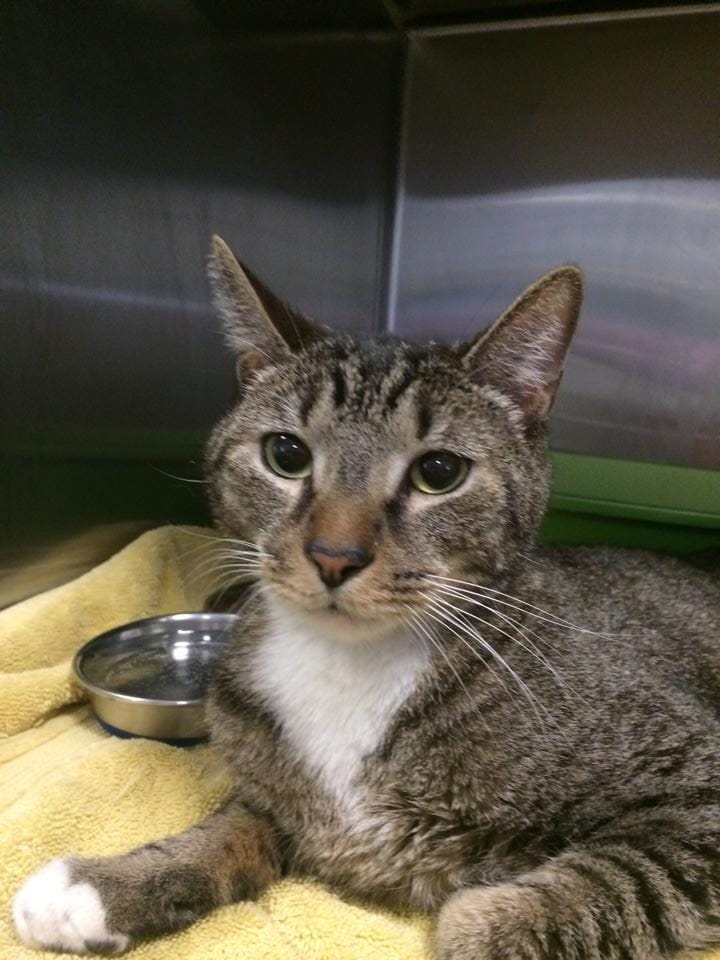 Who’s Looking For This Friendly Fella? Male Cat Found On Flatbush & Church Avenues