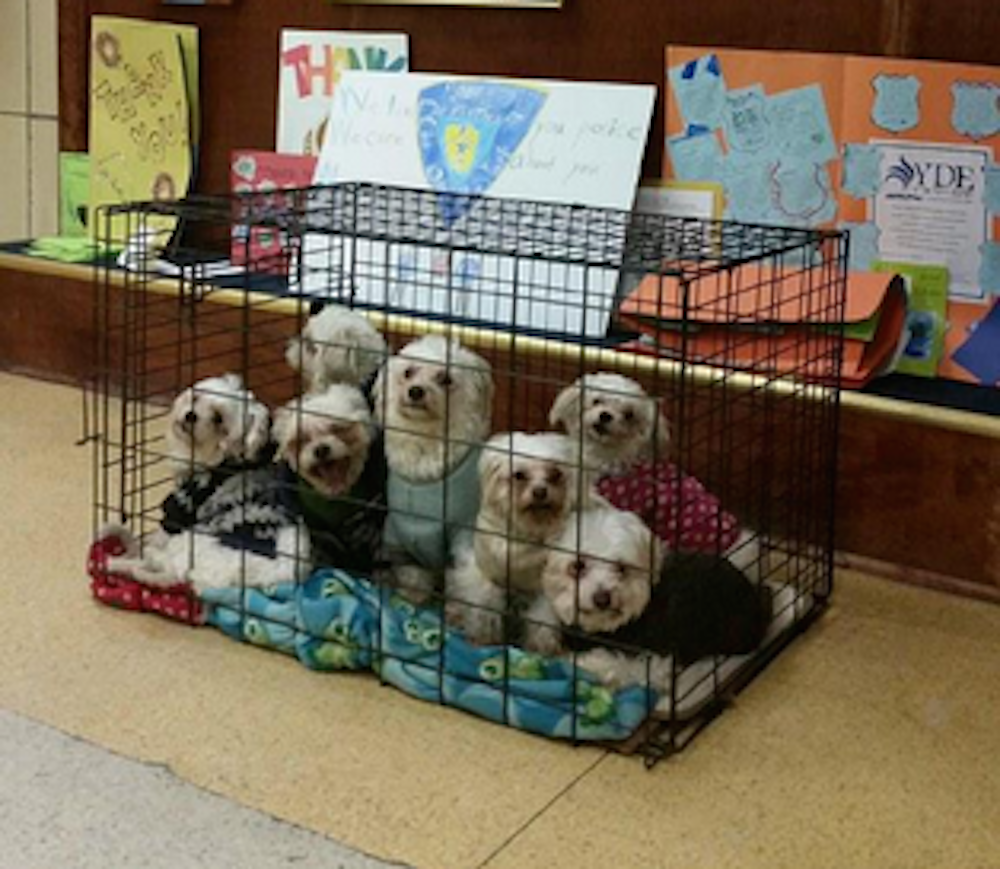 Cops Respond To Burglary Call, Rescue Eight Adorable Pups