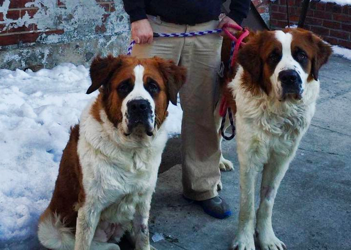 Adoptable Pets Of The Day: St. Bernards Romeo & Victoria At Sean Casey Animal Rescue