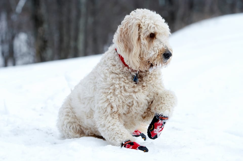 Paw Protection, Don’t Wash Your Dog, Check Before You Rev & More Cold Weather Pet Safety Tips