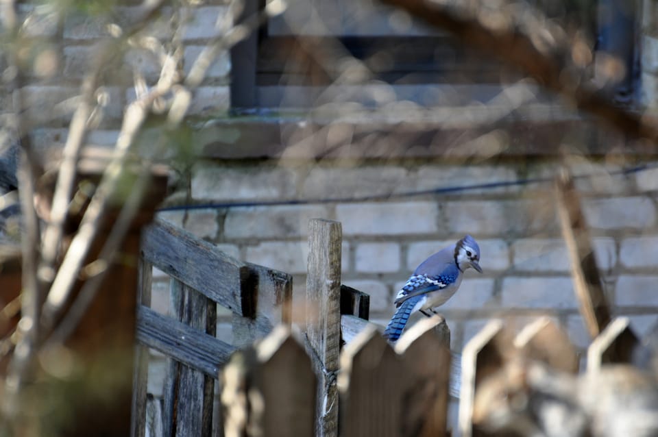 Tally Your Feathered Friends For The Great Backyard Bird Count This Weekend