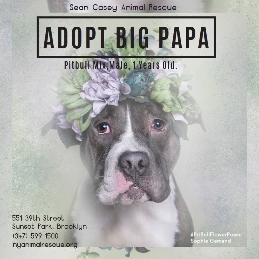 Adoptable Pet Of The Day: Big Papa