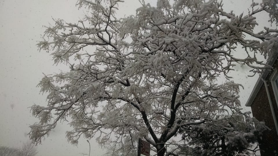 Photo Of The Day: Frosted Trees