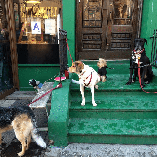 Photo Finish: Dogs Of Brooklyn